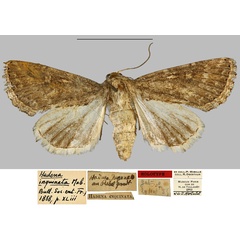 /filer/webapps/moths/media/images/I/inquinata_Hadena_HT_MNHN.jpg