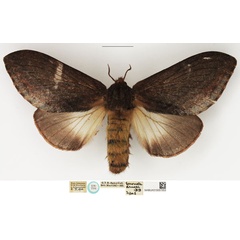 /filer/webapps/moths/media/images/D/drucei_Gonometa_STF_NHMUK.jpg