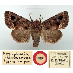 /filer/webapps/moths/media/images/M/mictochroa_Hypoplexia_HT_BMNH.jpg