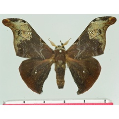 /filer/webapps/moths/media/images/M/mirabilis_Carnegia_AM_Basquin.jpg