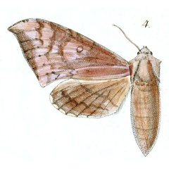 /filer/webapps/moths/media/images/P/pechuelii_Smerinthus_HT_Dewitz_1-4.jpg