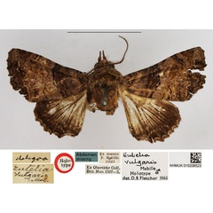 /filer/webapps/moths/media/images/V/vulgaris_Eutelia_HT_NHMUK.jpg