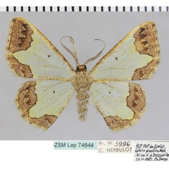 /filer/webapps/moths/media/images/F/fibulata_Zamarada_AM_ZSM.jpg