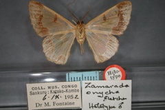Zamarada onycha