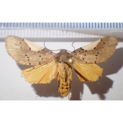 /filer/webapps/moths/media/images/N/notata_Laelapia_AM_Bippus.jpg