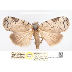 /filer/webapps/moths/media/images/S/sexilinea_Hypothripa_PTM_NHMUK.jpg