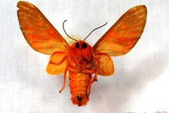 Balacra haemalea