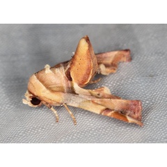 /filer/webapps/moths/media/images/C/callichroma_Eutelia_A_Heyns_01.jpg