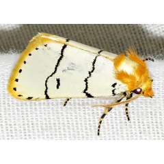 /filer/webapps/moths/media/images/A/albida_Proschaliphora_A_Braun_03.jpg