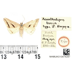 /filer/webapps/moths/media/images/L/loxia_Acantholipes_HT_BMNH.jpg