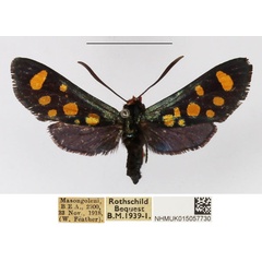 /filer/webapps/moths/media/images/A/auriguttata_Arniocera_A_NHMUK_04.jpg