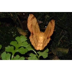 /filer/webapps/moths/media/images/M/madecassaria_Erastria_A_Pasquasy_01.jpg