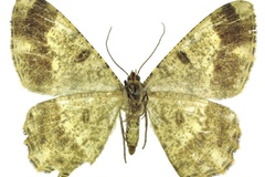 Afroracotis violetteae