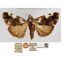 /filer/webapps/moths/media/images/P/porphyrea_Tarache_STF_NHMUK_02.jpg