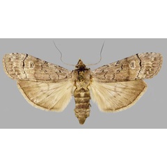 /filer/webapps/moths/media/images/C/congruata_Archistilbia_AF_TMSA.jpg