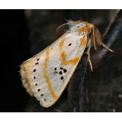 /filer/webapps/moths/media/images/S/sexpunctata_Lacipa_A_Roland_01.jpg