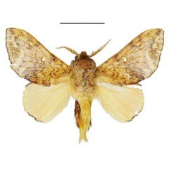 /filer/webapps/moths/media/images/E/exquisita_Hypotrabala_HT_ANHRT.jpg