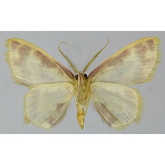 /filer/webapps/moths/media/images/P/phanoptica_Chrysocraspeda_AM_ZSMb.jpg