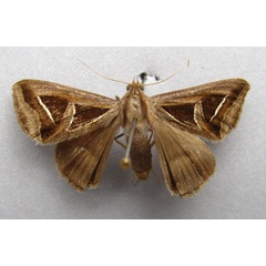 /filer/webapps/moths/media/images/H/hyppasia_Trigonodes_A_Baron.jpg