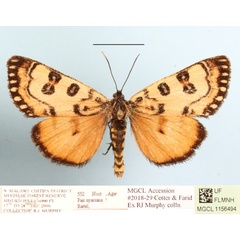 /filer/webapps/moths/media/images/N/nyassana_Brephos_A_MGCLa_01.JPG