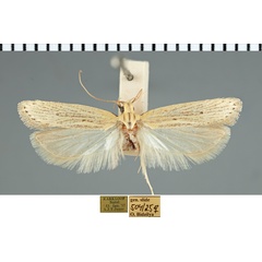 /filer/webapps/moths/media/images/O/obruta_Nothris_AF_TMSA.jpg