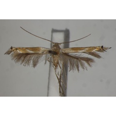 /filer/webapps/moths/media/images/C/carcinota_Lyonetia_HT_BMNH.jpg