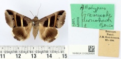 /filer/webapps/moths/media/images/M/monodonta_Grammodes_AT_BMNH.jpg