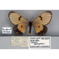 /filer/webapps/moths/media/images/N/neavi_Hibrildes_PT_OUMNH_02.jpg