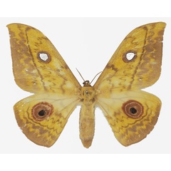 /filer/webapps/moths/media/images/C/cliftoni_Aurivillius_AF_Basquina.jpg