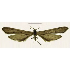 /filer/webapps/moths/media/images/S/surkovae_Agdistis_HT_ZINa.jpg