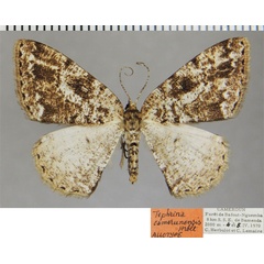 /filer/webapps/moths/media/images/C/camerunensis_Tephrina_AT_ZSM.jpg