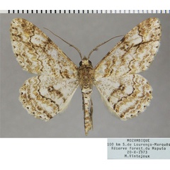 /filer/webapps/moths/media/images/T/tulbaghata_Cleora_AM_ZSMa.jpg