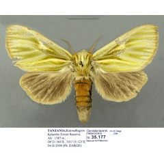 /filer/webapps/moths/media/images/G/galbina_Antheua_PTF_ZSM.jpg