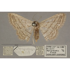 /filer/webapps/moths/media/images/H/horiochroea_Scopula_PT_OUMNHa_03.jpg