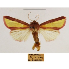 /filer/webapps/moths/media/images/G/galatheae_Timora_AM_TMSA_01.jpg