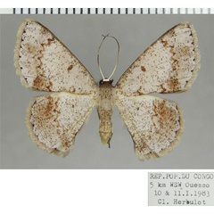 /filer/webapps/moths/media/images/G/ghesquierei_Pycnostega_AF_ZSM.jpg