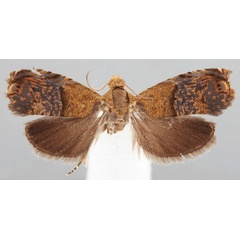 /filer/webapps/moths/media/images/M/mixographa_Eucosmocydia_AF_USNM.jpg