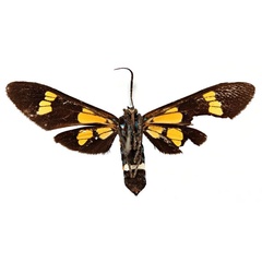 /filer/webapps/moths/media/images/S/schoutedeni_Euchromia_AT_RBINSb.jpg