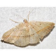 /filer/webapps/moths/media/images/I/inoffensa_Palaeaspilates_A_Braun.JPG