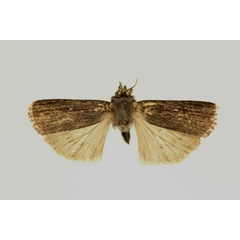 /filer/webapps/moths/media/images/I/invertita_Amazonides_HT_RMCA_03.jpg