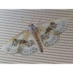 /filer/webapps/moths/media/images/V/virginalis_Problepsis_A_Voaden.jpg