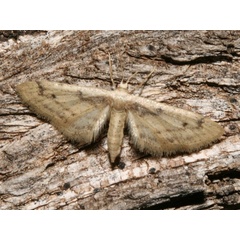 /filer/webapps/moths/media/images/L/latitans_Scopula_A_Roland.jpg