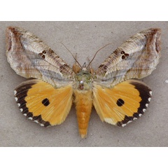 /filer/webapps/moths/media/images/M/materna_Eudocima_A_Butler_01.jpg