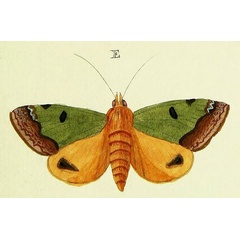 /filer/webapps/moths/media/images/T/tirhaca_Ophiusa_Cramer2_172_E.jpg