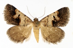 Baniana arvorum