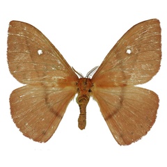 /filer/webapps/moths/media/images/A/andriai_Maltagorea_AF_Basquin.jpg