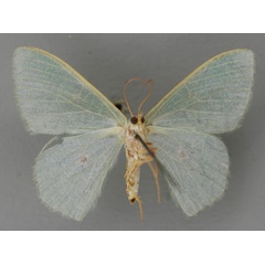 /filer/webapps/moths/media/images/P/pupillata_Prasinocyma_A_ZSM_02.jpg