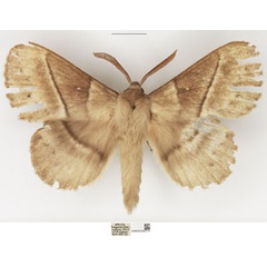 /filer/webapps/moths/media/images/G/grisea_Philotherma_AM_NHMUK.jpg