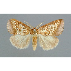 /filer/webapps/moths/media/images/A/argyrophora_Baliopteryx_AM_RMCA.jpg