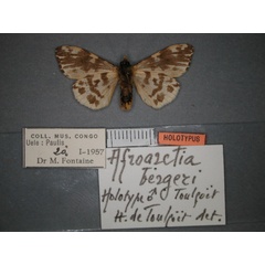 /filer/webapps/moths/media/images/B/bergeri_Afroarctia_HT_RMCA_02.jpg